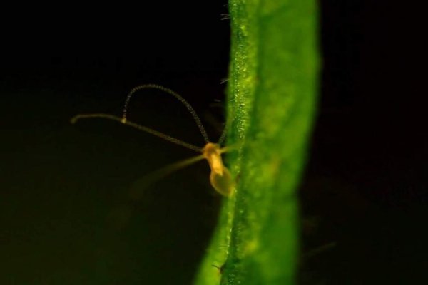 Кракен ссылка стор